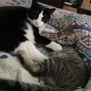 Meet your Posher, Alison